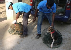 Releasing recovered dogs back to the exact spot where caught so they can resume their familiar territory. 